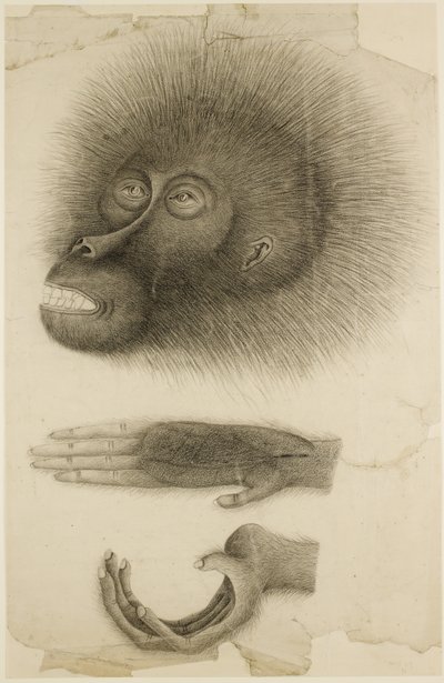 Het hoofd en de handen van een orang-oetan, c.1818-30 door British School