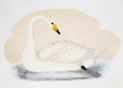 Wilde zwaan (Cygnus cygnus), gravure, Verenigd Koninkrijk door British School