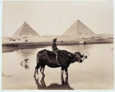 Een kind en een os in een waterplas aan de voet van de piramides van Chephren (Khefren) en Cheops (Kheops, Keops, Khoufu, Khufu) in Gizeh (Gizeh, Giza, Giza) - fotografie door de gebroeders Zangali, eind 19e eeuw door Brothers Zangaki