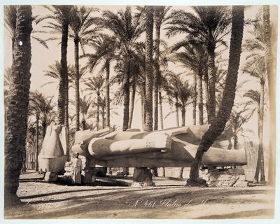 Een standbeeld van Memphis ligt in een palmbos in Egypte - foto door de gebroeders Zangali, eind 19e eeuw door Brothers Zangaki