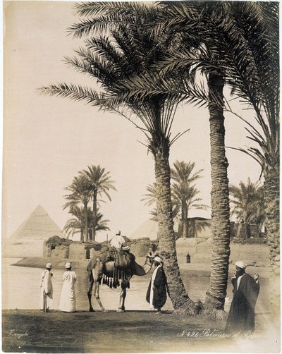 Palmbos aan de voet van de piramides van Egypte - foto van de Zangali broers, eind 19e eeuw door Brothers Zangaki