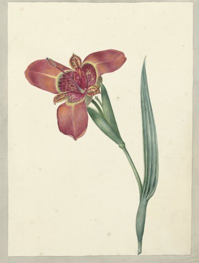 Bloem met de naam Ferraria Tigrina door C.J. Kruimel