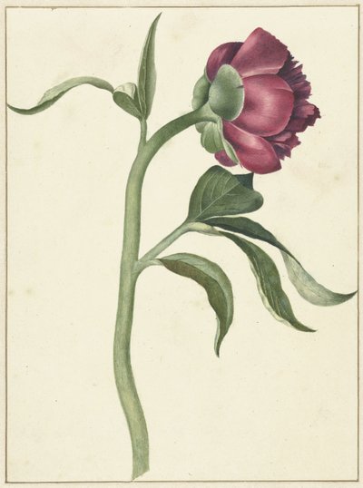 Bloem van de pioenroos door C.J. Kruimel