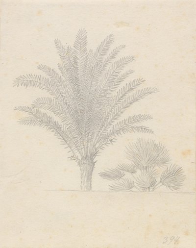 Palmboom en bladgroep door Christoffer Wilhelm Eckersberg