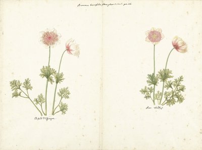 Twee studies van anemonen door C. Baak