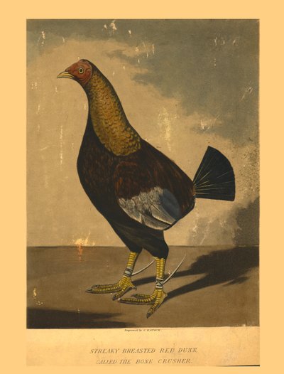 Streaky Breasted Red Dunn. De bottenbreker genoemd, 19e eeuw door C R Stock