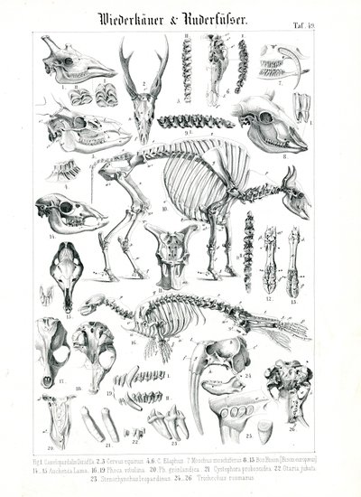 Anatomische illustratie van herkauwers en vinpotigen door C. Roth