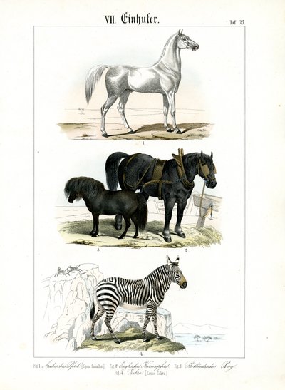 Paarden: Paarden en zebra