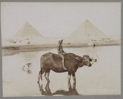 Jongen op een buffel met op de achtergrond twee piramides in Egypte door C. and G. Zangaki
