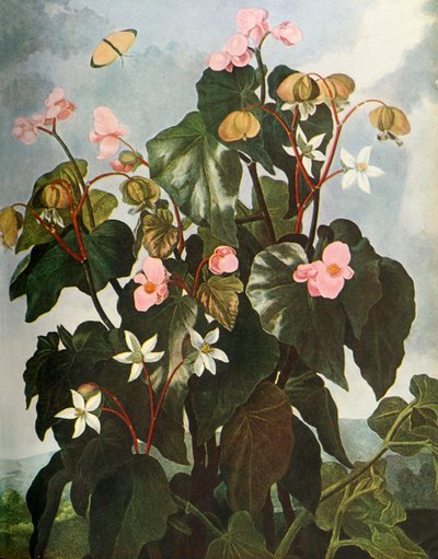 Schuine-bladige Begonia, ca. 1800, 1948 door Caldwell