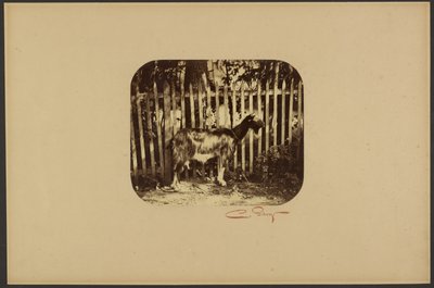 [Geit] door Camille Silvy