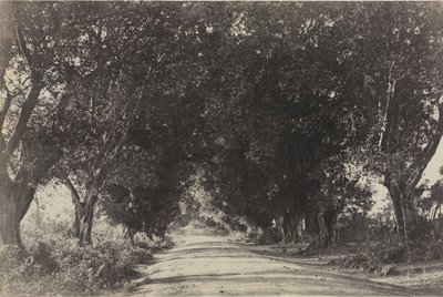 Laan van de Banianbomen, Seringham, India, 1858 door Captain Linnaeus Tripe