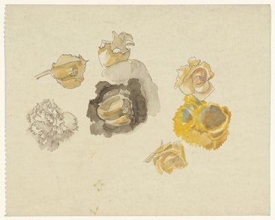 Studies van bloemen in geel door Carel Adolph Lion Cachet