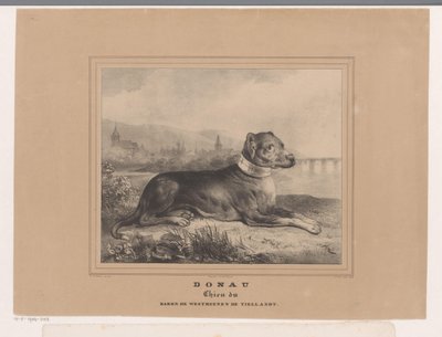 Hond Donau door Carel Christiaan Antony Last