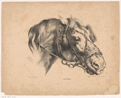 Paardenhoofd met hoofdstel door Carel Christiaan Antony Last