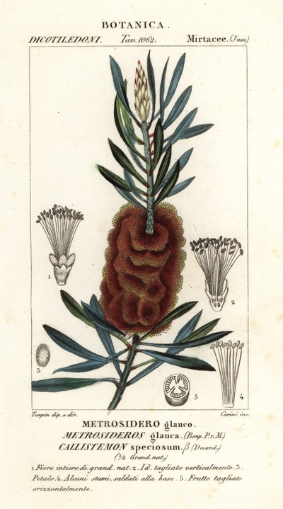Albany flesborstel, Callistemon speciosus door Carini Carini