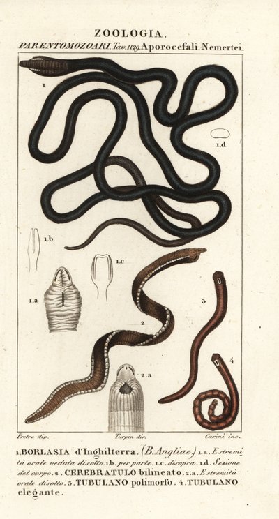 Snoerworm, Lineus longissimus 1, Borlasia angliae 1, slurfworm, Cerebratulus bilineatus 2, Cerebratulus bilineatus 2, lintworm, Tubulanus polimorphus 3, Tubulanus elegans 4 door Carini Carini