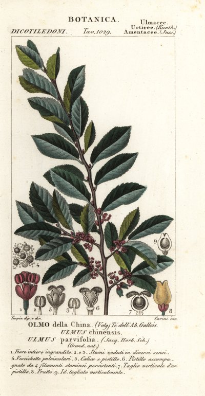 Chinese iep of kantbast iep, Ulmus parvifolia, Ulmus chinensis, Olmo della China door Carini Carini