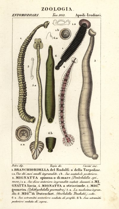 Visbloedzuiger en zoetwaterbloedzuigers: Branchiobdellida, Pontobdella spinosa, Whitmania laevis, Hirudo vittata, Piscicola geometra, Ichthyobdella geometra, Geobdella trochetii door Carini Carini