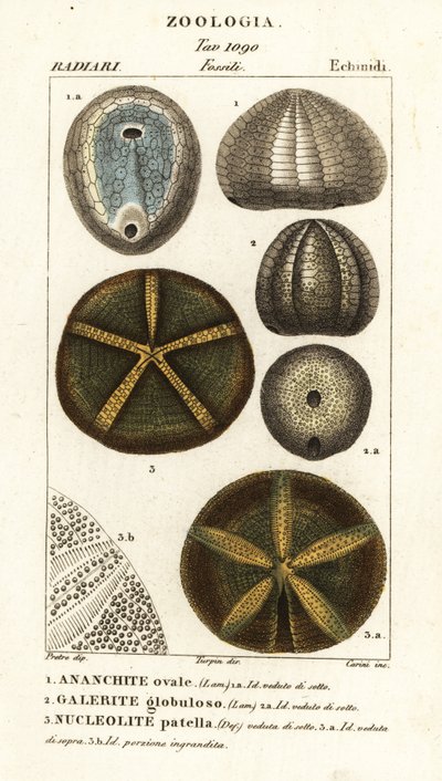 Fossielen van uitgestorven zee-egels: Echinocorys (Ananchites), Galerites globulosus en Nucleolites patella door Carini Carini
