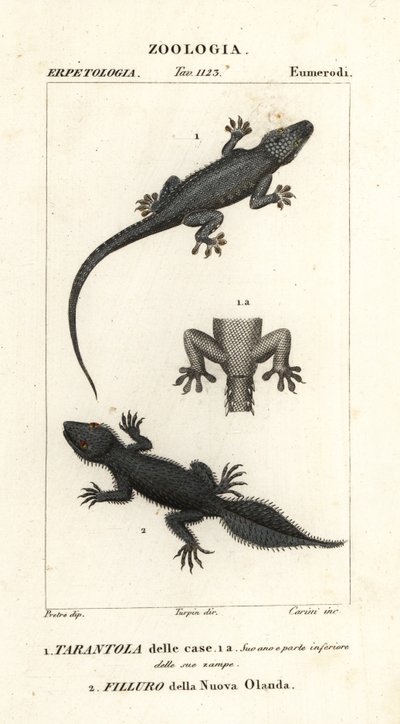 Huismuurgekko, Hemidactylus frenatus, en breedstaartgekko, Phyllurus platurus door Carini Carini