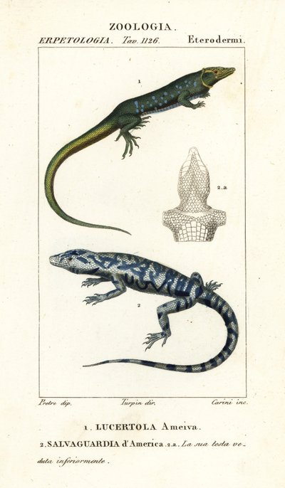 Jungle-renner, Ameiva ameiva, Lucertola ameiva 1 en gouden teju, Tupinambis teguixin, Salvaguardia d