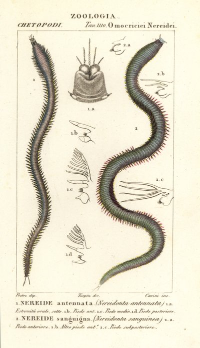 Leodice antennata, Nereidonta antennata 1, en Eunice sanguinea, Nereidonta sanguinea 2 door Carini Carini