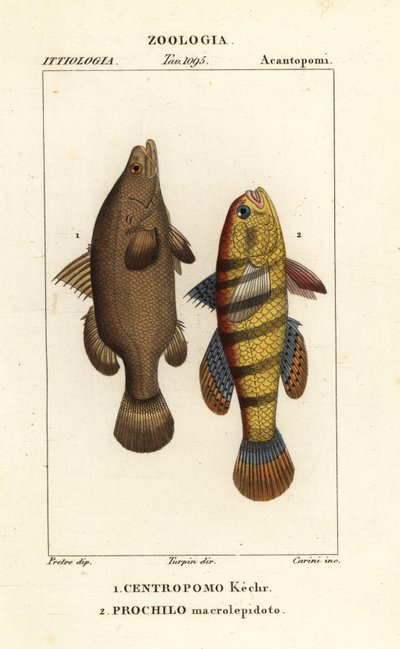 Nijlbaars, Lates niloticus, en slaper vis of grondel, Ophiocara macrolepidota door Carini Carini