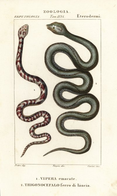 Ringhals cobra, Hemachatus haemachatus 1, en Martinique lanspuntslang, Bothrops lanceolatus 2 door Carini Carini