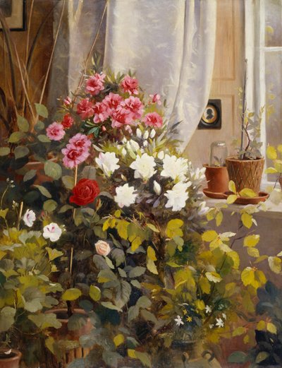 Azalea