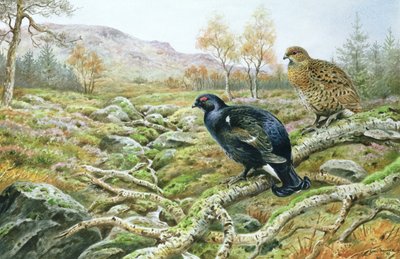 Korhoen op een Heide door Carl Donner