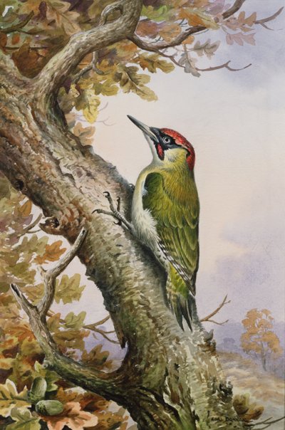 Groene specht door Carl Donner