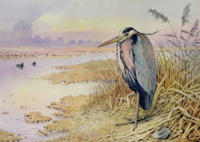 Grijze Reiger door Carl Donner
