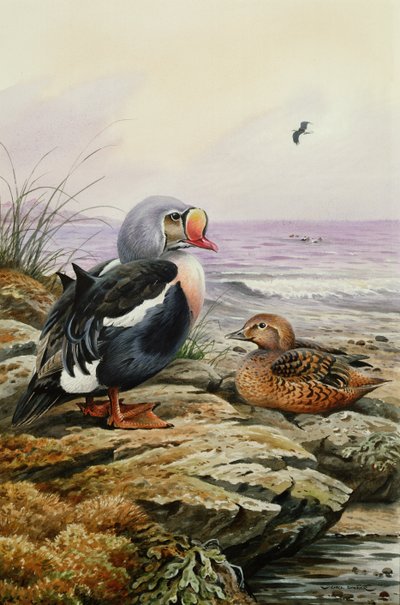 Koningseider door Carl Donner