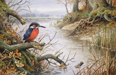 IJsvogel door Carl Donner