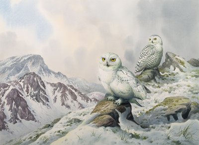 Paar Sneeuwuilen in de Sneeuwbergen, Australië door Carl Donner