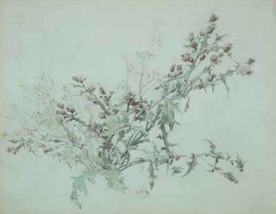 Studie van een bloeiende distel, 1846 door Carl Georg Anton Graeb