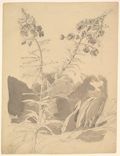 Studie van een wilgenroosje / Studie van twee koeien door Carl Gustav Carus