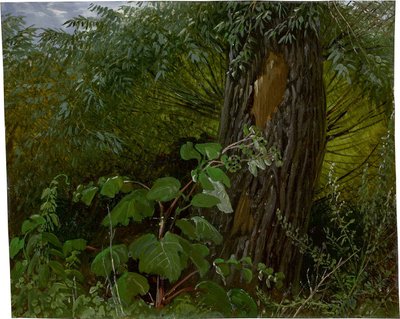 Wilgenstam met ondergroei door Carl Gustav Carus