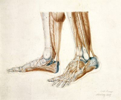 Anatomische tekening van de voeten van een man, 1837 door Carl Haag