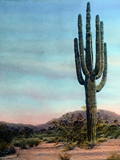 Verenigde Staten van Amerika, Arizona, Reuzencactus in de Sonora-woestijn, circa 1920 door Carl Simon