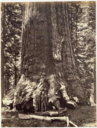 Basis van de Grizzly Giant, uit The Yosemite Book: A Description of the Yosemite Valley and the Adjacent Region of the Sierra Nevada, and of the Big Trees of California, door Josiah Dwight Whitney door Carleton E. Watkins