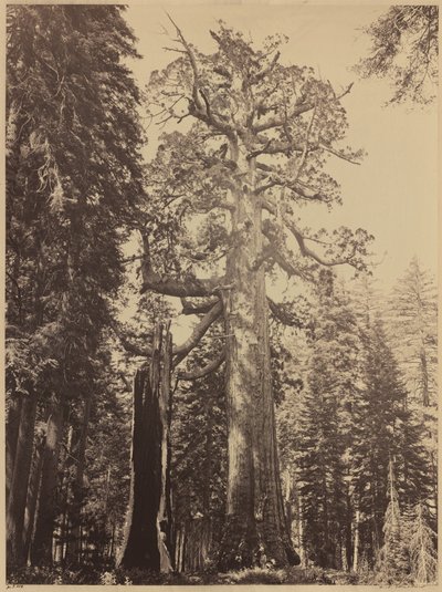 Grizzly Giant, Mariposa Grove door Carleton E. Watkins