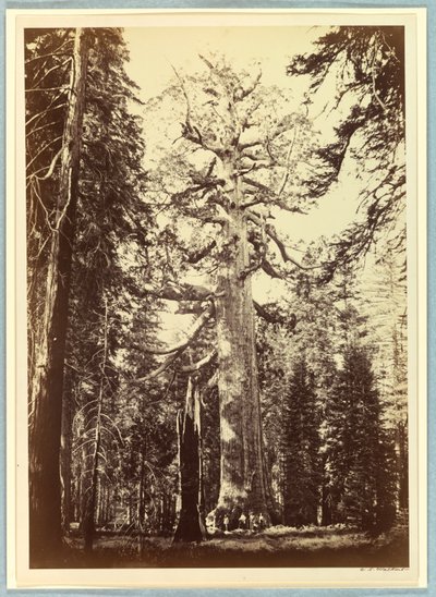 De Grizzly Giant, Mariposa Grove, Yosemite door Carleton E. Watkins