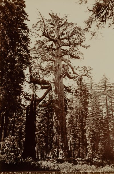De grizzlyreus, Mariposa Grove, Yosemite, Californië door Carleton E. Watkins