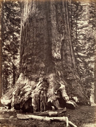 Basis van de Grizzly Giant, Giant Sequoia boom, Yosemite, Californië, 1868 door Carleton Emmons Watkins