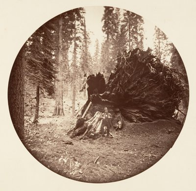 Adelaarsvleugel - Calaveras Grove, ca. 1878 door Carleton Emmons Watkins