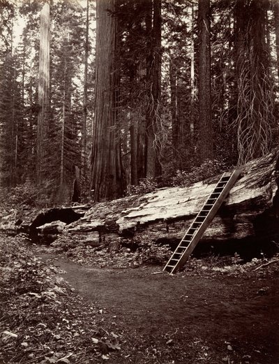 Vader van het woud, 1865-66, gedrukt ca. 1876 door Carleton Emmons Watkins