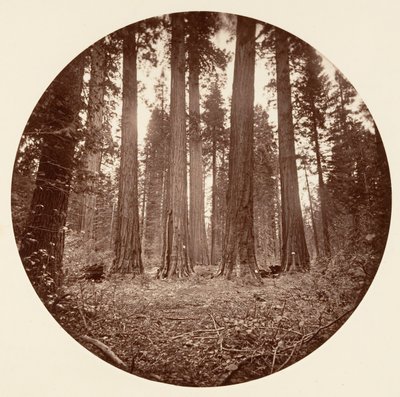 James King of William. Keyston State etc. Calaveras Grove door Carleton Emmons Watkins
