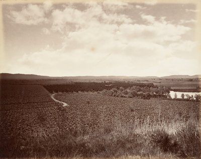 Lake Vineyard en Sinaasappelboomgaard, Los Angeles door Carleton Emmons Watkins